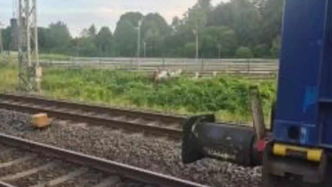 BPOL-FL: HAR - Ziegen am Gleis verursachen Zugverspätungen - Bild: presseportal.de