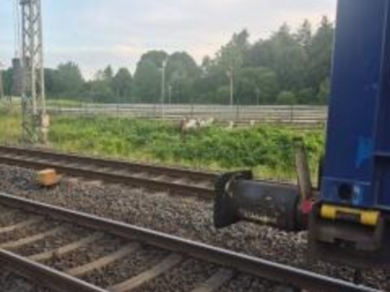 BPOL-FL: HAR - Ziegen am Gleis verursachen Zugverspätungen - Foto: presseportal.de