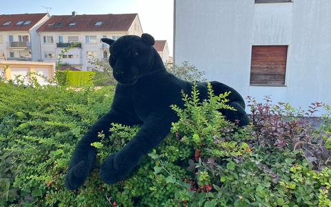POL-LIP: Lage. Gefährdung durch ein freilaufendes Raubtier? - Foto: presseportal.de