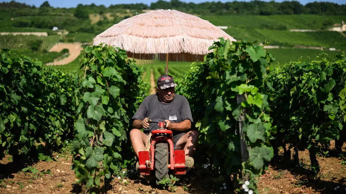 Neben Lieferdiensten und Bauarbeitern ist die Landwirtschaft besonders von Hitze betroffen. (Archivbild) - Bild: Arnaud Finistre/AFP/dpa