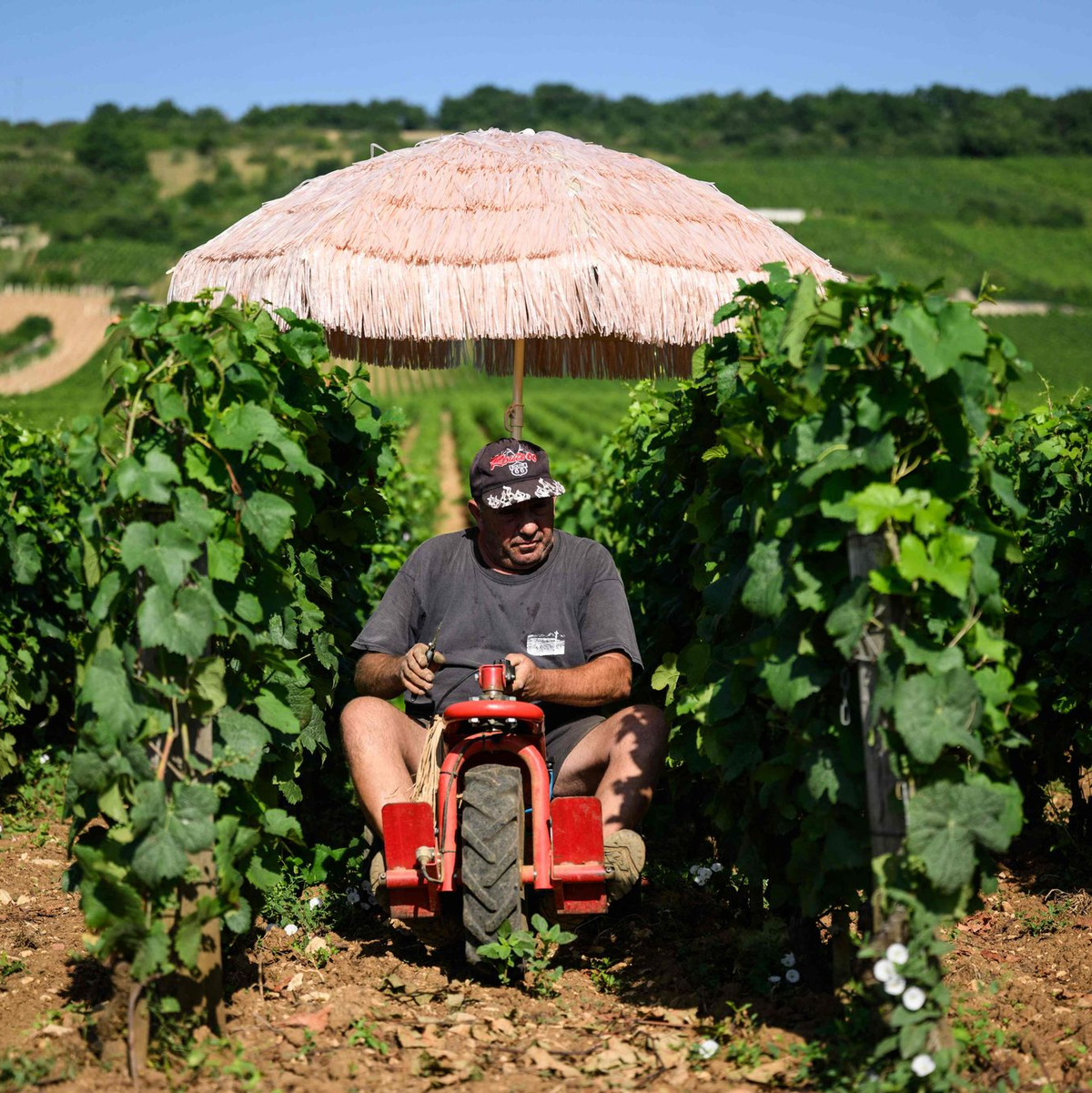 Neben Lieferdiensten und Bauarbeitern ist die Landwirtschaft besonders von Hitze betroffen. (Archivbild) - Foto: Arnaud Finistre/AFP/dpa