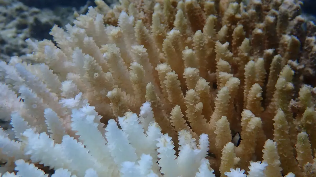 Von Kimberley bis Ningaloo: Von der Bleiche betroffen ist ein Gebiet von rund 1.500 Kilometern Länge.  - Bild: Declan Stick/AUSTRALIAN INSTITUTE OF MARINE SCIENCE/AAP/dpa