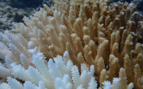 Von Kimberley bis Ningaloo: Von der Bleiche betroffen ist ein Gebiet von rund 1.500 Kilometern Länge. - Foto: Declan Stick/AUSTRALIAN INSTITUTE OF MARINE SCIENCE/AAP/dpa Von Kimberley bis Ningaloo: Von der Bleiche betroffen ist ein Gebiet von rund 1.500 Kilometern Länge. - Foto: Declan Stick/AUSTRALIAN INSTITUTE OF MARINE SCIENCE/AAP/dpa