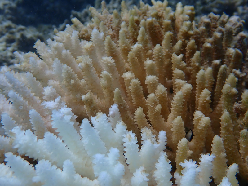 Von Kimberley bis Ningaloo: Von der Bleiche betroffen ist ein Gebiet von rund 1.500 Kilometern Länge.  - Foto: Declan Stick/AUSTRALIAN INSTITUTE OF MARINE SCIENCE/AAP/dpa