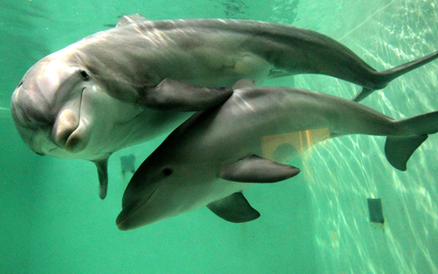 In Australien müssen Jetski-Fahrer großen Abstand zu Meeressäugern halten. (Symbolbild) - Foto: picture alliance / dpa