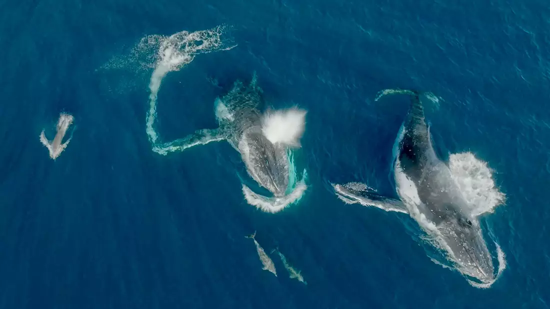 Meeressäuger unter sich - Wale und Delfine können etwas miteinander anfangen.  - Bild: Wildlive Media/Griffith Universität/dpa