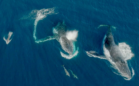 Meeressäuger unter sich - Wale und Delfine können etwas miteinander anfangen.  - Foto: Wildlive Media/Griffith Universität/dpa