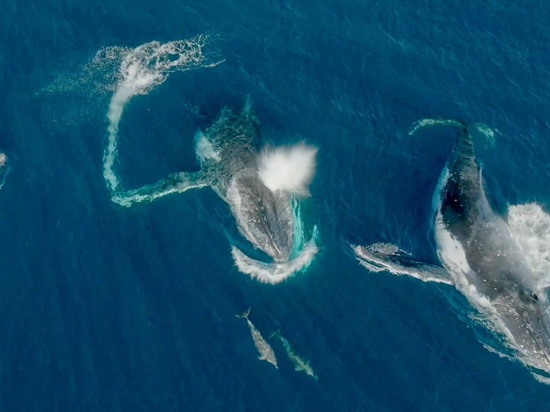 Meeressäuger unter sich - Wale und Delfine können etwas miteinander anfangen.  - Foto: Wildlive Media/Griffith Universität/dpa