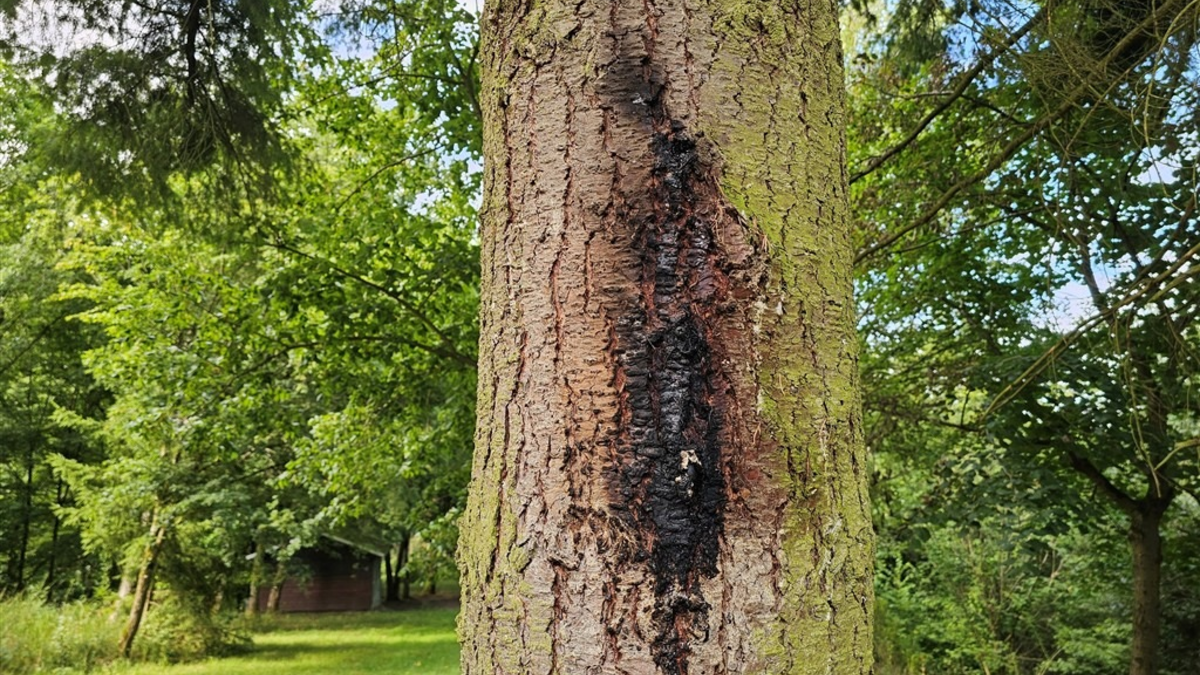 POL-PDMY: Sachbeschädigung durch Feuer Grillhütte Sankt Johann - Foto: presseportal.de