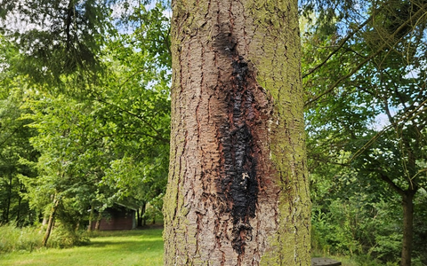 POL-PDMY: Sachbeschädigung durch Feuer Grillhütte Sankt Johann - Foto: presseportal.de