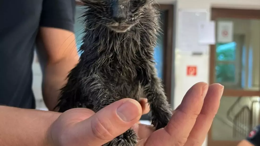 POL-OS: Glandorf: Mitten in der Nacht: Babykatze aus Altkleidercontainer gerettet! - Bild: presseportal.de
