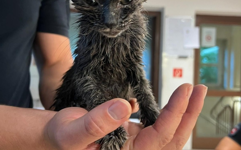 POL-OS: Glandorf: Mitten in der Nacht: Babykatze aus Altkleidercontainer gerettet! - Foto: presseportal.de