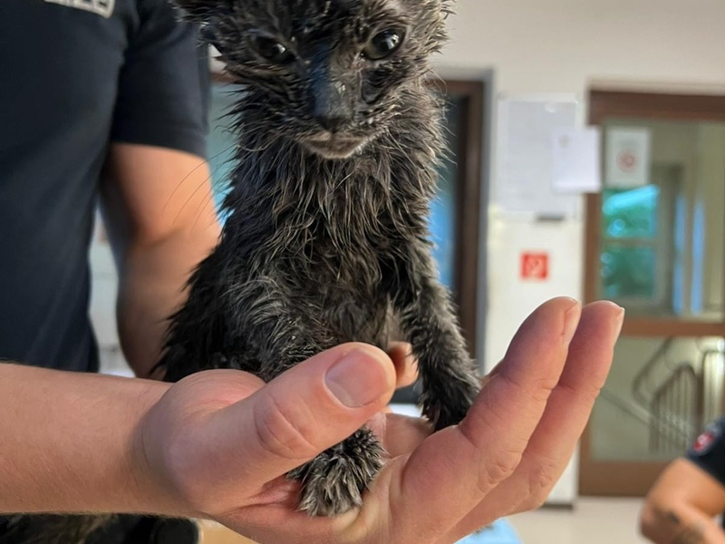 POL-OS: Glandorf: Mitten in der Nacht: Babykatze aus Altkleidercontainer gerettet! - Foto: presseportal.de