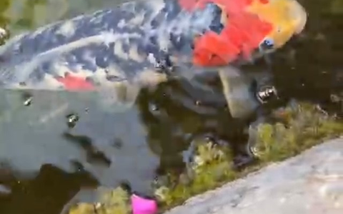 POL-FR: Sasbach-Jechtingen a. K.: Koi-Karpfen aus Dorfbrunnen entwendet - Zeugen gesucht - Foto: presseportal.de POL-FR: Sasbach-Jechtingen a. K.: Koi-Karpfen aus Dorfbrunnen entwendet - Zeugen gesucht - Foto: presseportal.de