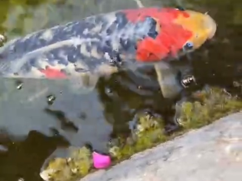 POL-FR: Sasbach-Jechtingen a. K.: Koi-Karpfen aus Dorfbrunnen entwendet - Zeugen gesucht - Foto: presseportal.de