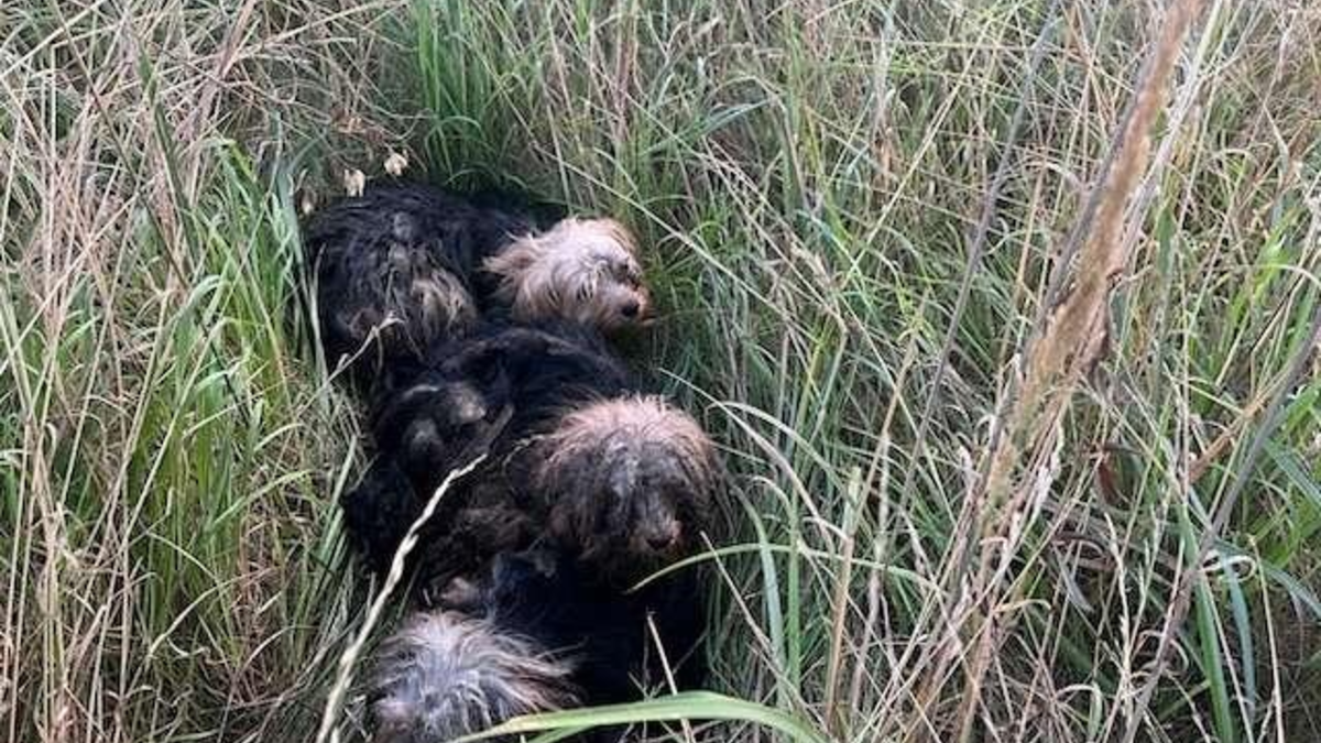 POL-WOB: Hunde an der B 244 ausgesetzt - Ein Hund wurde überfahren und überlebte nicht - Foto: presseportal.de