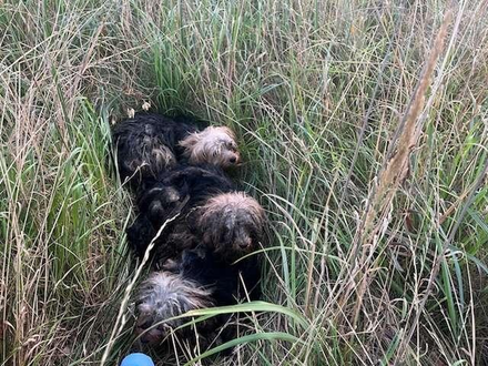 POL-WOB: Hunde an der B 244 ausgesetzt - Ein Hund wurde überfahren und überlebte nicht - Foto: presseportal.de