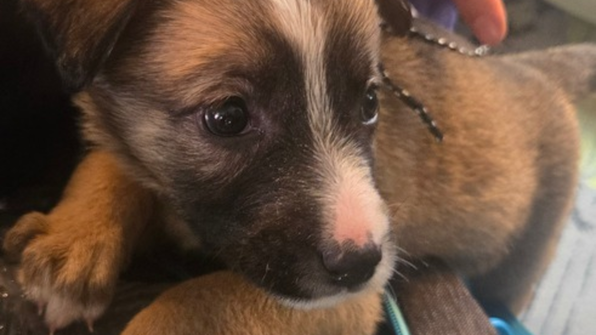 HZA-R: Vier Wochen alter Welpe ohne Impfschutz bei Zollkontrolle entdeckt - Zöllner aus Selb verhindern Welpenschmuggel im Zug aus Tschechien bei Schirnding - Foto: presseportal.de