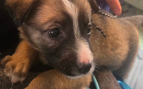 HZA-R: Vier Wochen alter Welpe ohne Impfschutz bei Zollkontrolle entdeckt - Zöllner aus Selb verhindern Welpenschmuggel im Zug aus Tschechien bei Schirnding - Foto: presseportal.de