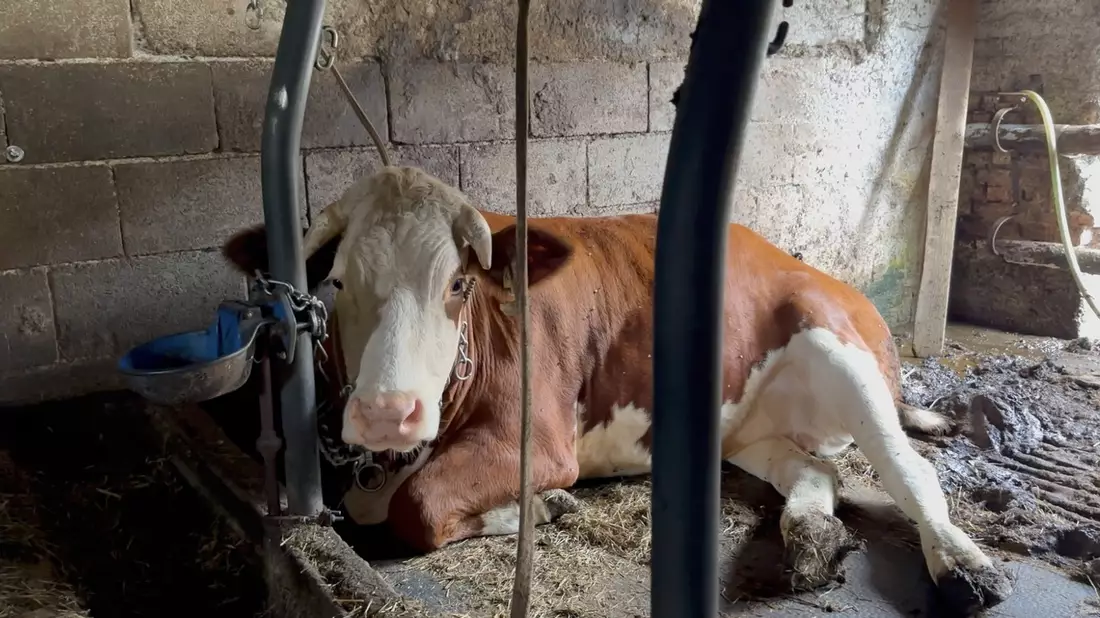 Der Joghurt mit der Kette: Anbindehaltung bei Müller aufgedeckt - Bild: presseportal.de