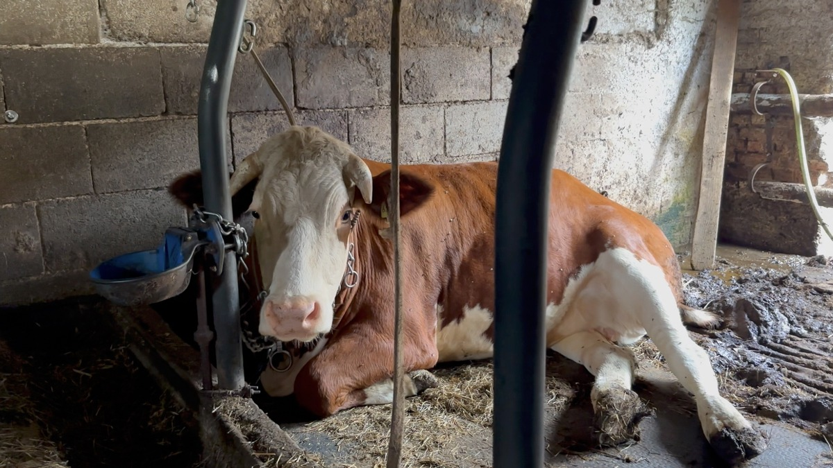 Der Joghurt mit der Kette: Anbindehaltung bei Müller aufgedeckt - Foto: presseportal.de