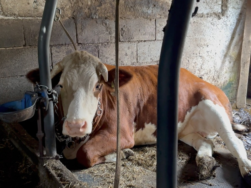Der Joghurt mit der Kette: Anbindehaltung bei Müller aufgedeckt - Foto: presseportal.de