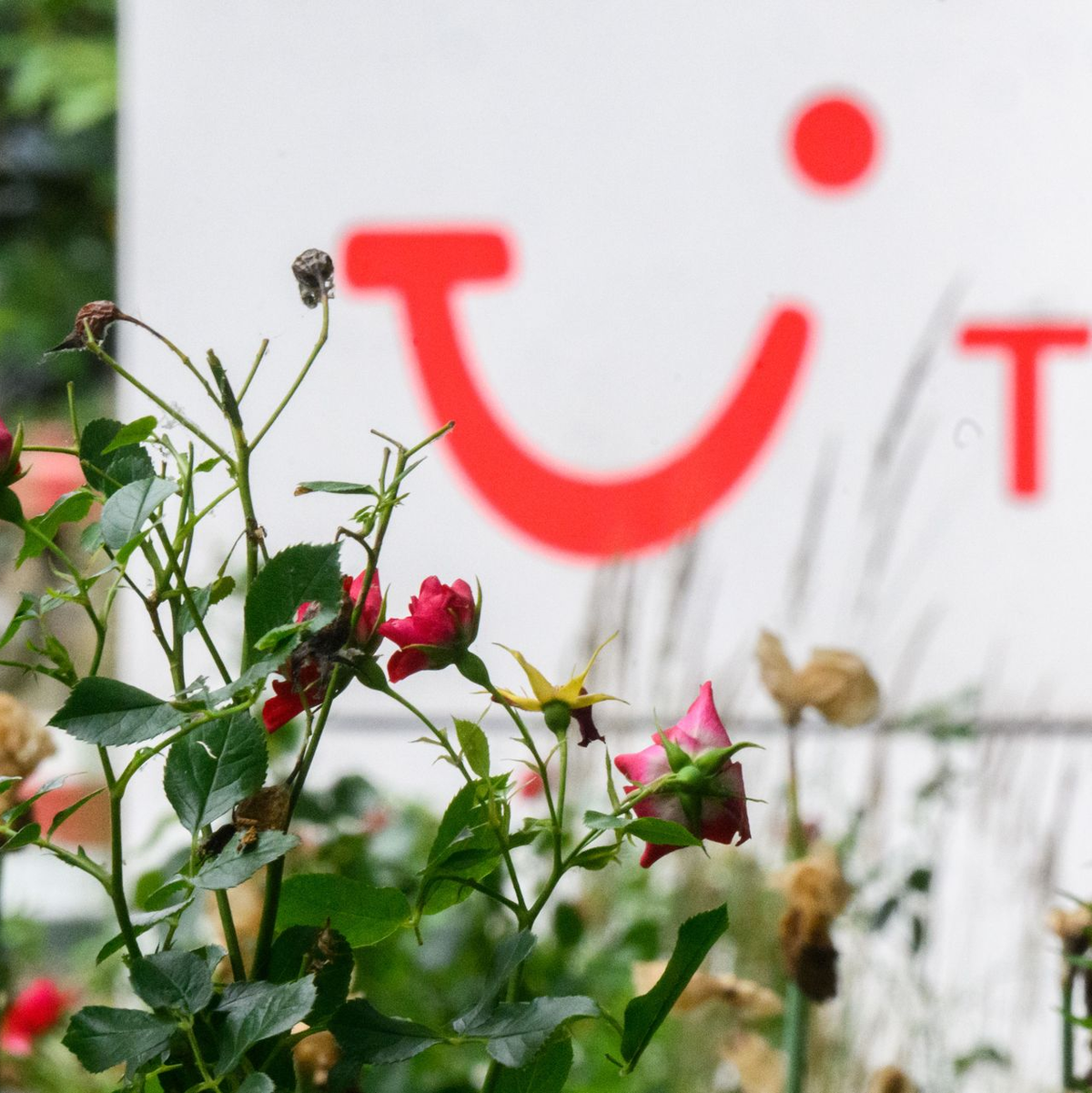 Rosige Aussichten für Tui: Das Geschäft mit Hotels und Kreuzfahrten brummt. (Archivbild) - Foto: Julian Stratenschulte/dpa