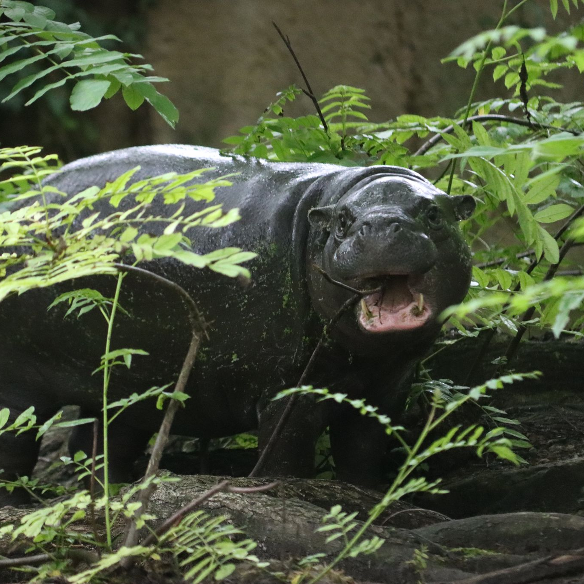 Der natürliche Lebensraum der Zwergflusspferde liegt in den Regenwäldern Westafrikas. - Foto: Philipp Brandstädter/dpa