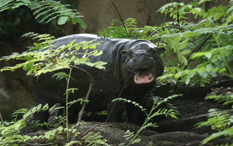 Der natĂŒrliche Lebensraum der Zwergflusspferde liegt in den RegenwĂ€ldern Westafrikas. - Foto: Philipp BrandstĂ€dter/dpa Der natĂŒrliche Lebensraum der Zwergflusspferde liegt in den RegenwĂ€ldern Westafrikas. - Foto: Philipp BrandstĂ€dter/dpa