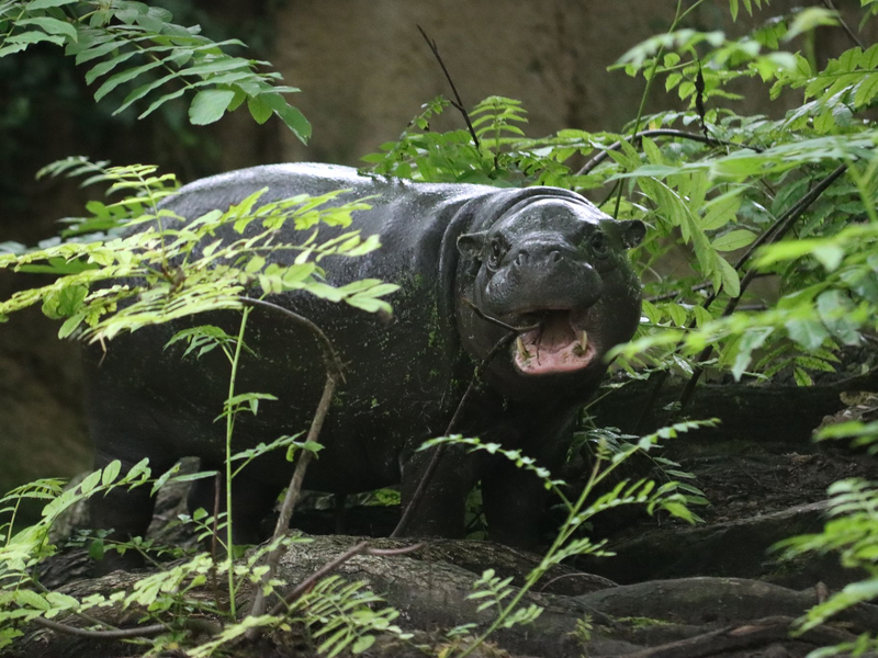 Der natürliche Lebensraum der Zwergflusspferde liegt in den Regenwäldern Westafrikas. - Foto: Philipp Brandstädter/dpa