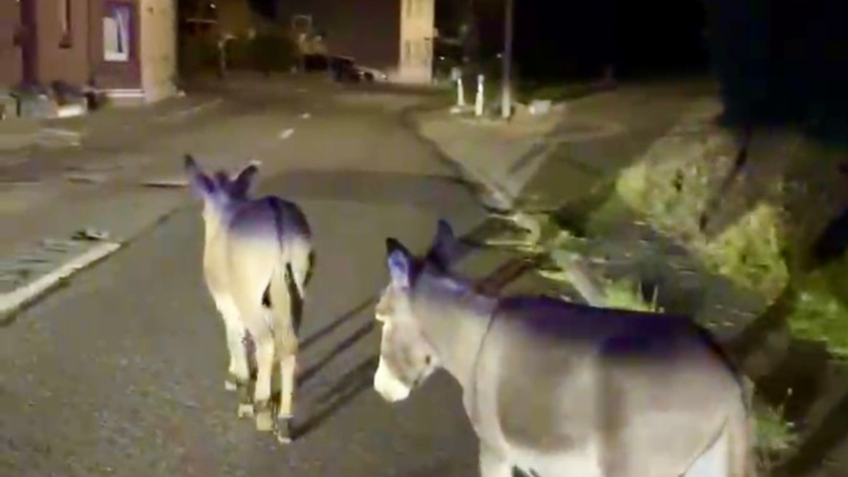 BPOL NRW: Nur Esel dürfen das - Illegaler Grenzübertritt - Bundespolizei drückt zwei Augen zu - Foto: presseportal.de