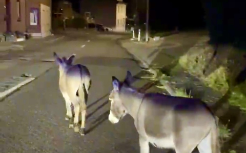 BPOL NRW: Nur Esel dürfen das - Illegaler Grenzübertritt - Bundespolizei drückt zwei Augen zu - Foto: presseportal.de