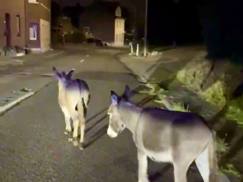 BPOL NRW: Nur Esel dürfen das - Illegaler Grenzübertritt - Bundespolizei drückt zwei Augen zu - Foto: presseportal.de
