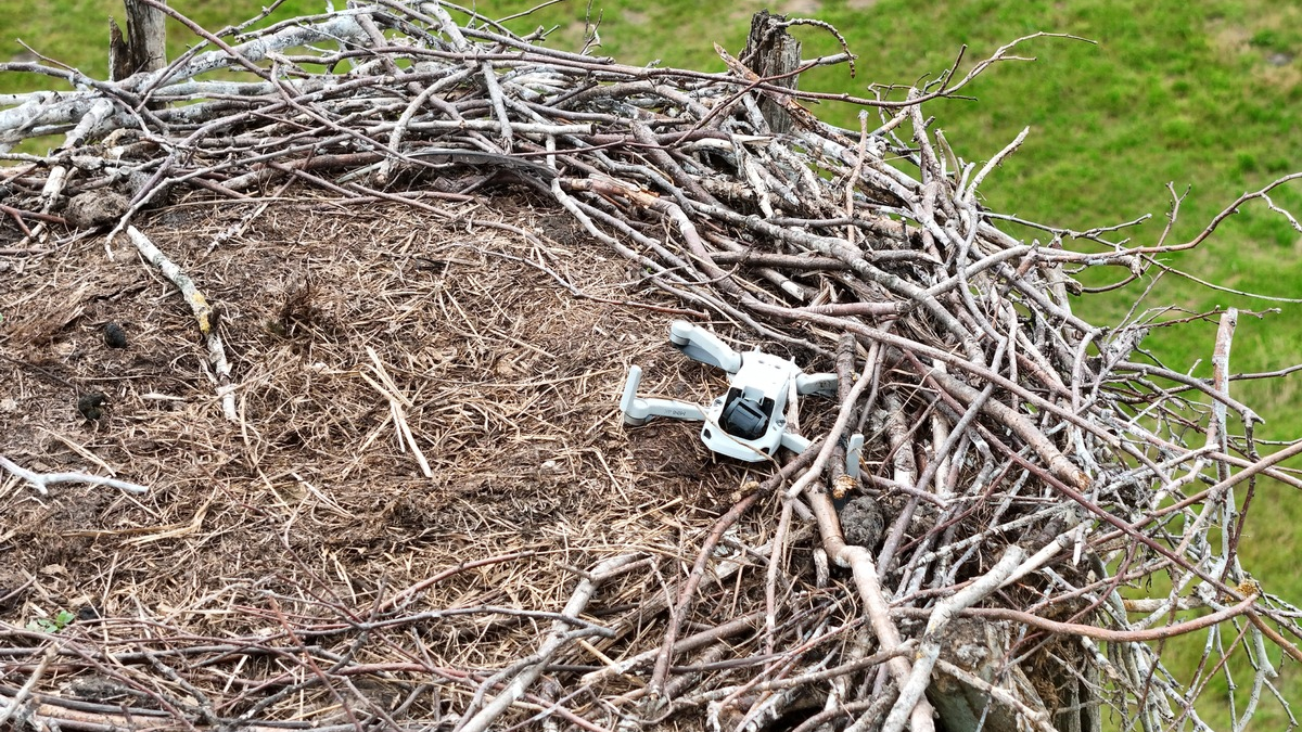 POL-LG: ++ Storchennest mit Drohne gestört - Tiere verlassen das Nest ++ Monitore und Empfänger aus landwirtschaftlichen Maschinen gestohlen ++ Alkoholisierte Radfahrerin von Zeugen festgehalten ++ - Foto: presseportal.de