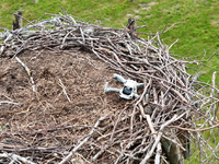 POL-LG: ++ Storchennest mit Drohne gestört - Tiere verlassen das Nest ++ Monitore und Empfänger aus landwirtschaftlichen Maschinen gestohlen ++ Alkoholisierte Radfahrerin von Zeugen festgehalten ++ - Foto: presseportal.de
