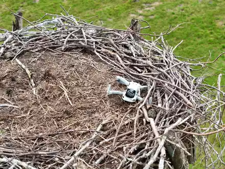 POL-LG: ++ Storchennest mit Drohne gestört - Tiere verlassen das Nest ++ Monitore und Empfänger aus landwirtschaftlichen Maschinen gestohlen ++ Alkoholisierte Radfahrerin von Zeugen festgehalten ++ - Foto: presseportal.de