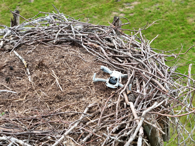 POL-LG: ++ Storchennest mit Drohne gestört - Tiere verlassen das Nest ++ Monitore und Empfänger aus landwirtschaftlichen Maschinen gestohlen ++ Alkoholisierte Radfahrerin von Zeugen festgehalten ++ - Foto: presseportal.de