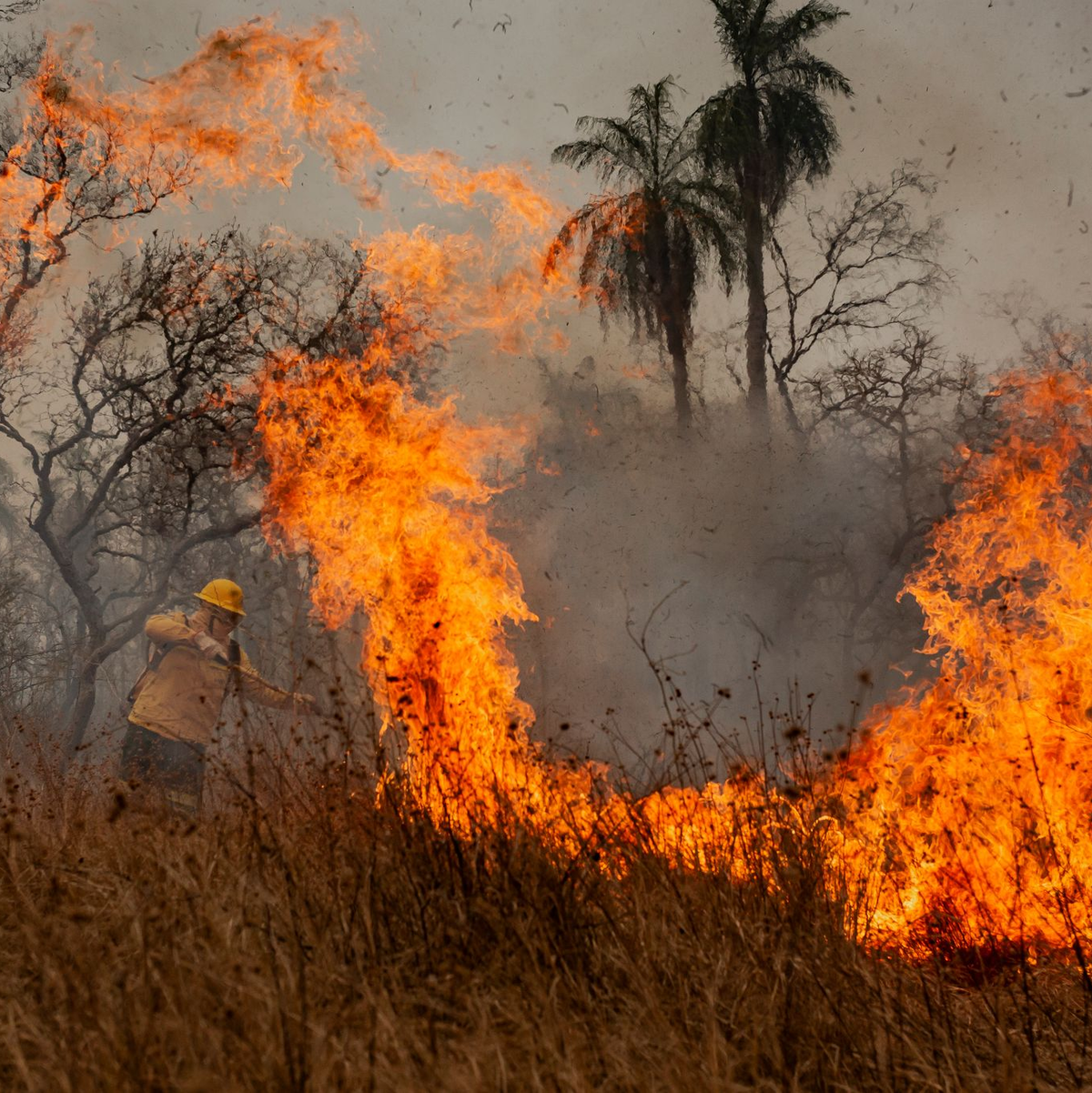 Verheerende Waldbrände herrschten im Pantanal. (Archivbild) - Foto: Diego Cardoso/dpa