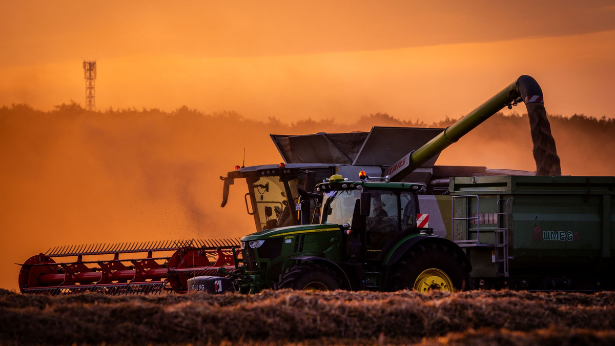 Die Bauern in Deutschland können mit der diesjährigen Getreideernte voraussichtlich zufrieden sein. (Archivbild) - Foto: Jens Büttner/dpa