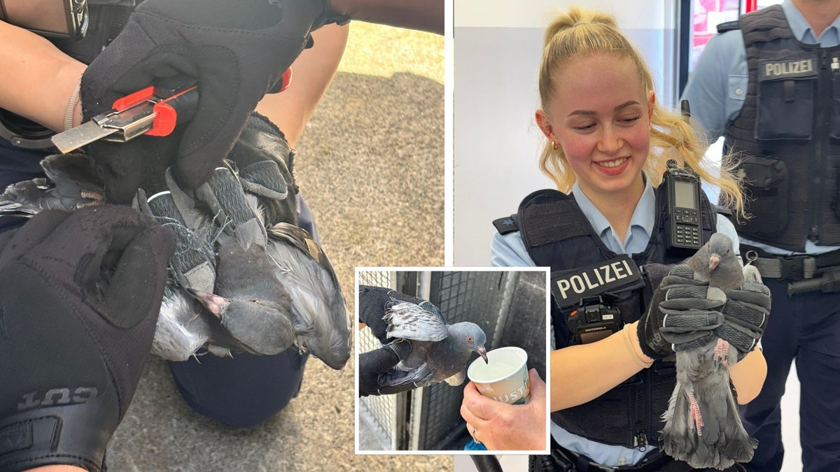 Bundespolizeidirektion München: Taubenrettung im Ostbahnhof - Foto: presseportal.de