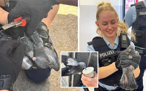 Bundespolizeidirektion MĂŒnchen: Taubenrettung im Ostbahnhof - Foto: presseportal.de Bundespolizeidirektion MĂŒnchen: Taubenrettung im Ostbahnhof - Foto: presseportal.de