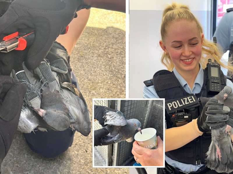 Bundespolizeidirektion München: Taubenrettung im Ostbahnhof - Foto: presseportal.de