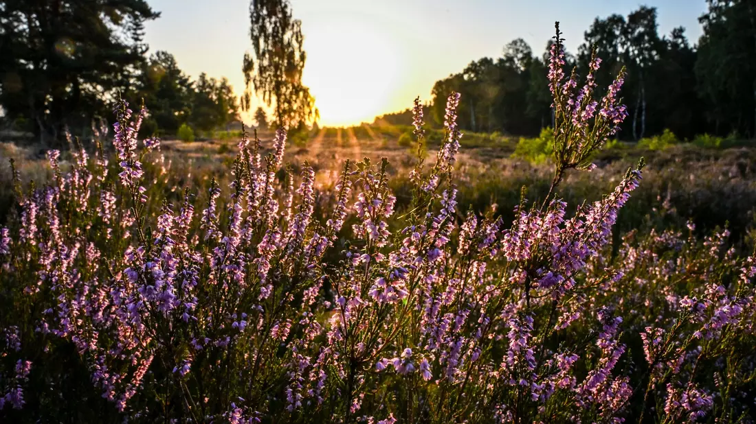 Die Sonne muss sich in den kommenden Tagen den Platz am Himmel öfter mit Wolken teilen.  - Bild: Jens Kalaene/dpa