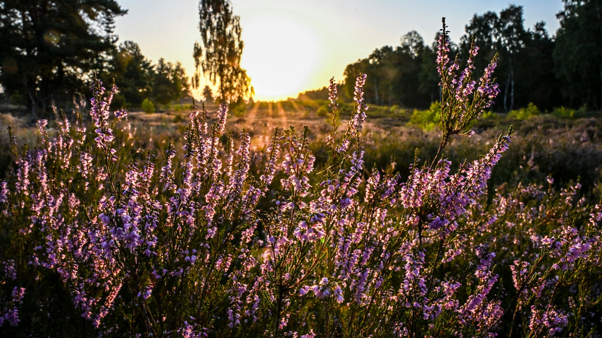 Die Sonne muss sich in den kommenden Tagen den Platz am Himmel öfter mit Wolken teilen.  - Foto: Jens Kalaene/dpa