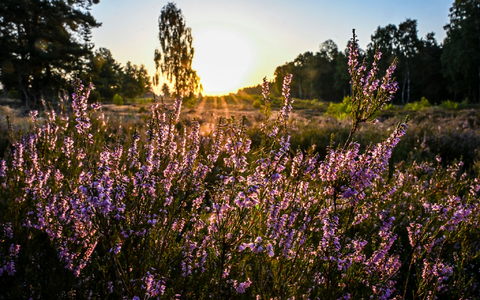 Die Sonne muss sich in den kommenden Tagen den Platz am Himmel öfter mit Wolken teilen.  - Foto: Jens Kalaene/dpa