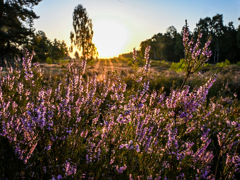 Die Sonne muss sich in den kommenden Tagen den Platz am Himmel öfter mit Wolken teilen.  - Foto: Jens Kalaene/dpa