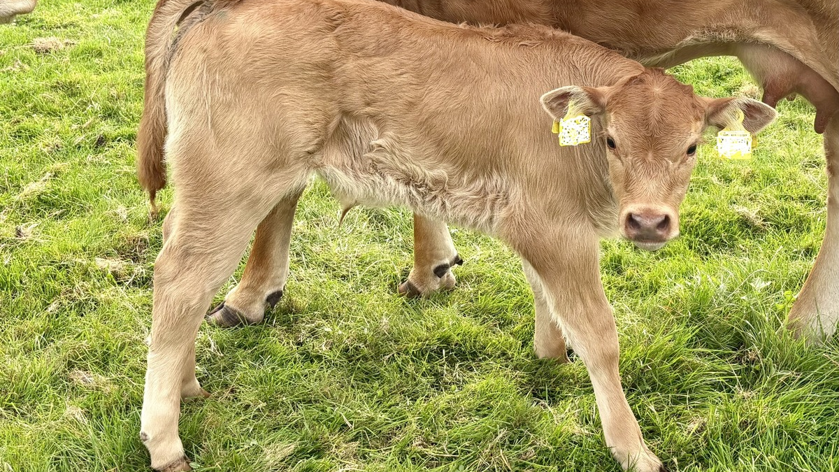 POL-IZ: 250814.2 Kreis Dithmarschen: Kälber von Weide gestohlen - Foto: presseportal.de