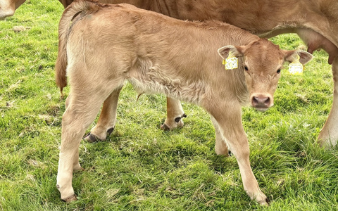 POL-IZ: 250814.2 Kreis Dithmarschen: Kälber von Weide gestohlen - Foto: presseportal.de