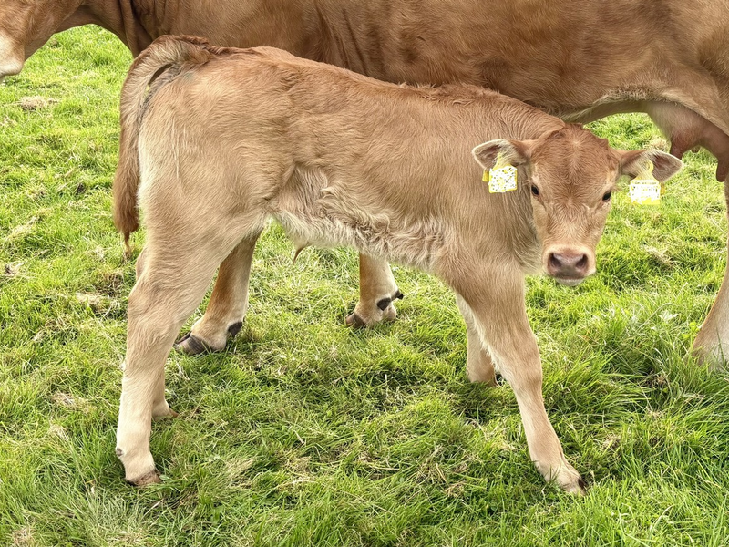 POL-IZ: 250814.2 Kreis Dithmarschen: Kälber von Weide gestohlen - Foto: presseportal.de