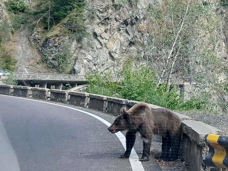 Es ist problematisch, wenn Menschen Bären füttern. - Foto: Kathrin Lauer/dpa